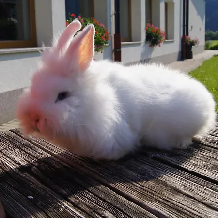 Gospodarstwo agroturystyczne Stoanerhof 3*